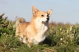 CORGI PEMBROKE 688